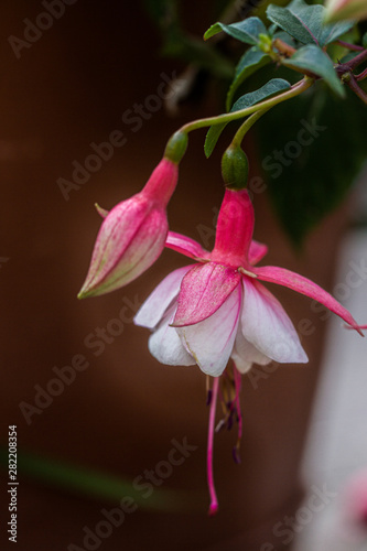 two detail white and pink bloom of flower fuchsia in the garden