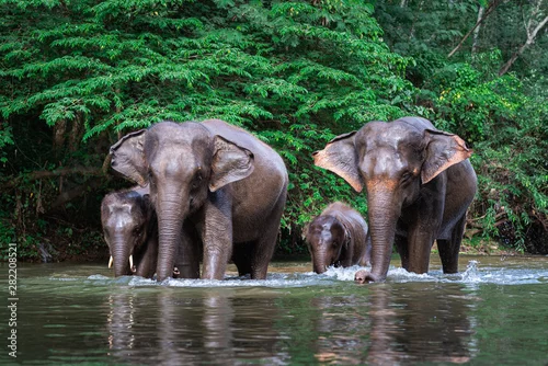 Fototapeta na wymiar Elephant family in water, Family of elephants with young one in forest with the river.