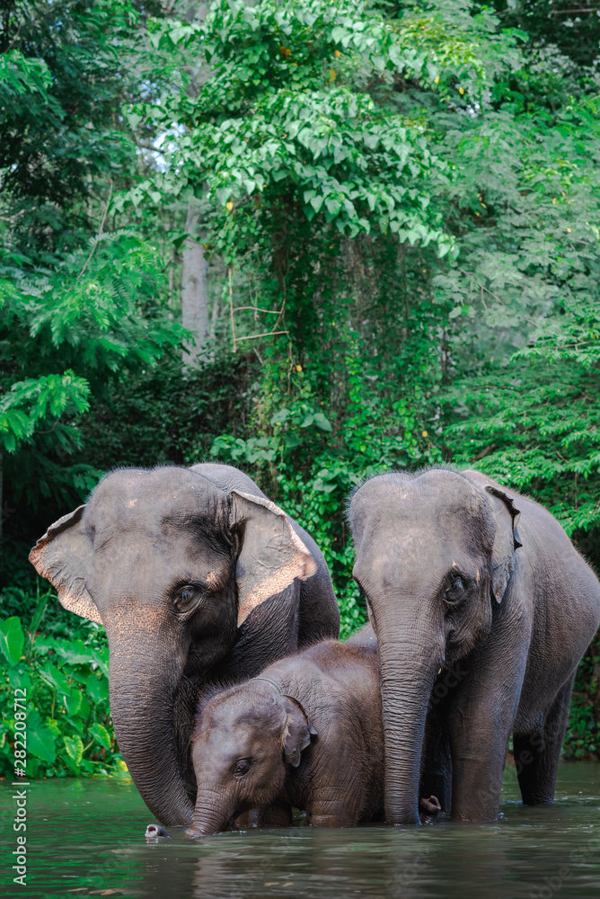 Fototapeta premium Elephant family in water, Family of elephants with young one in forest with the river.