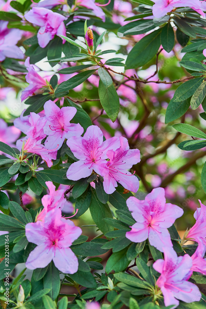 Flowers bloom azaleas, pink rhododendron buds on green background Flowers bloom azaleas, pink rhododendron buds on green background