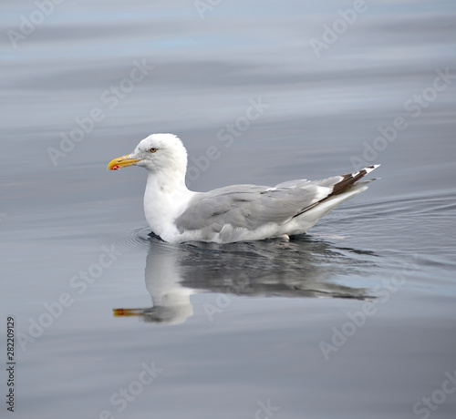 Seagull