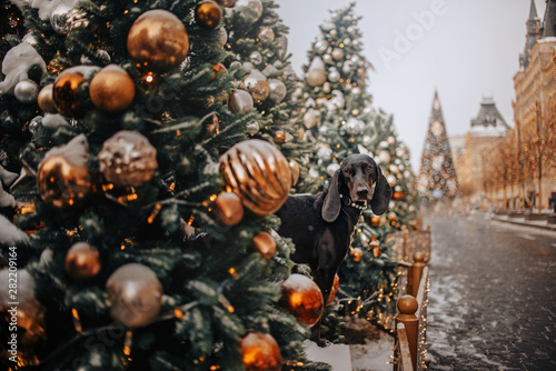 Black dog in the city in christmas decoration