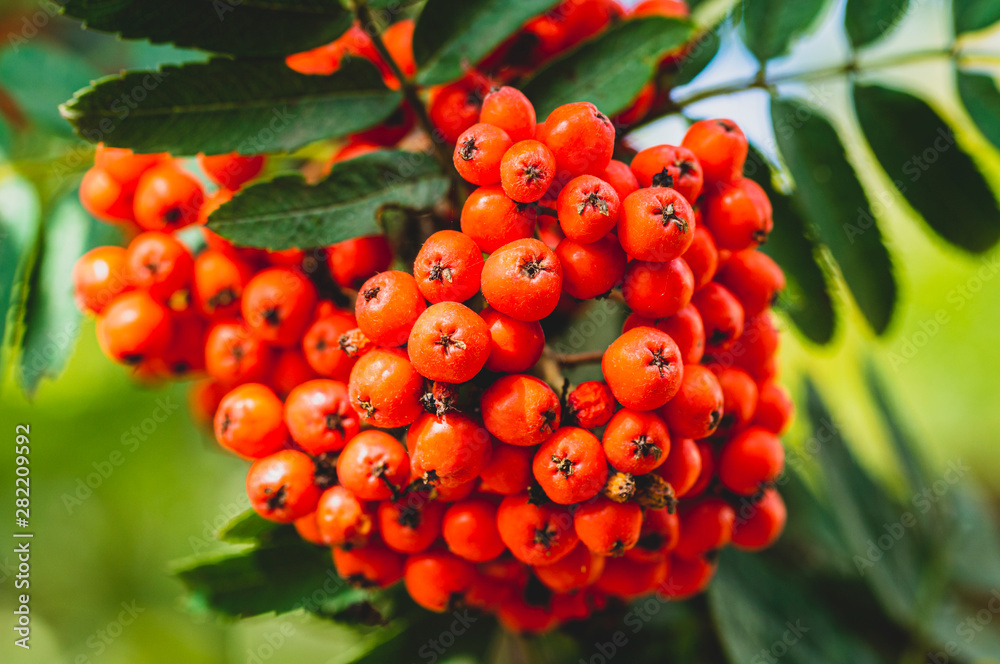 Fototapeta premium Rowan berries close-up, toned image, selective focusing