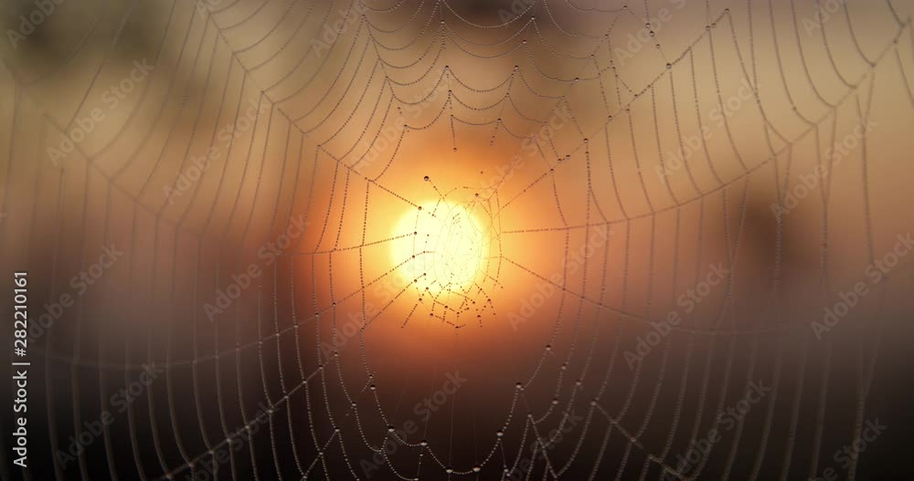Dewdrops on spider web at sunrise slow motion