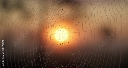 Dewdrops on spider web at sunrise slow motion