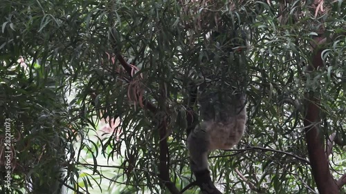 Koala climbing up a tree for a nap after meal. photo