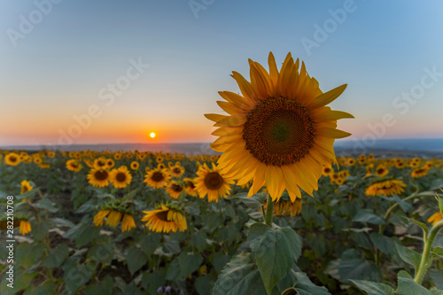Sunflower field against the dramatic sky and a rising sun