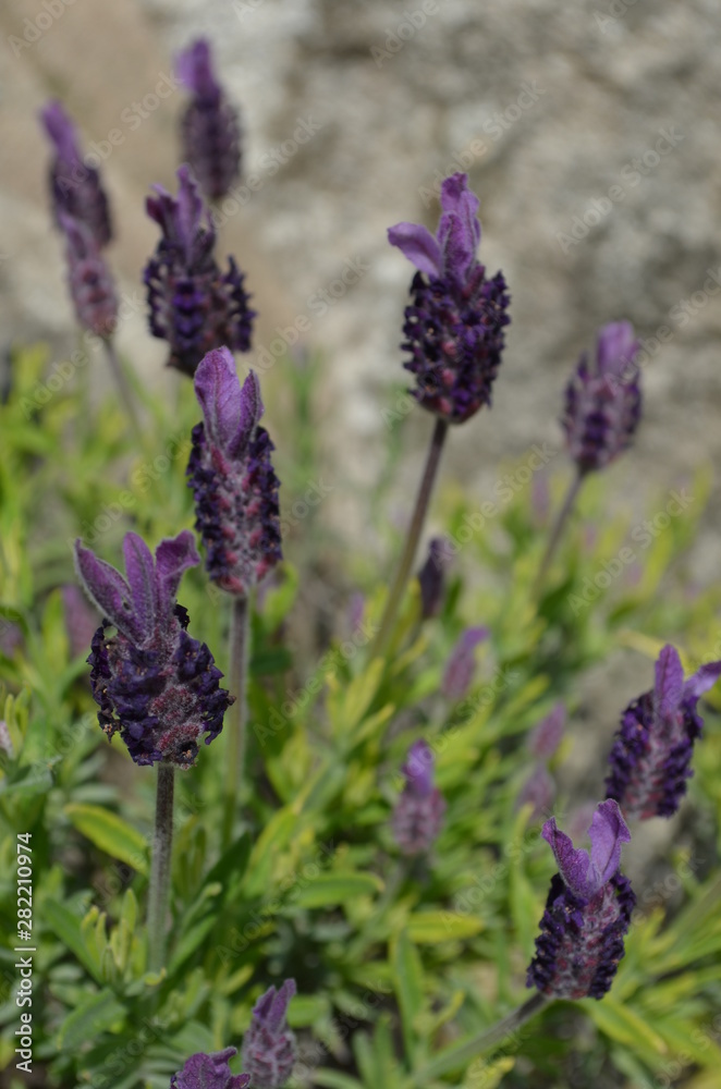 Obraz premium Edelweiss