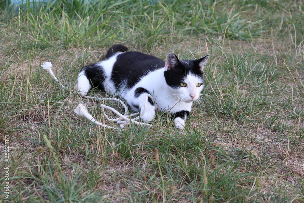 Kater Katze beim Spielen mit Seil