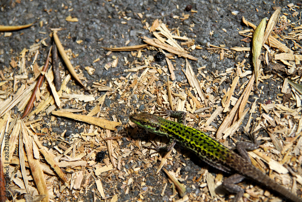 lizard closer shoot in city
