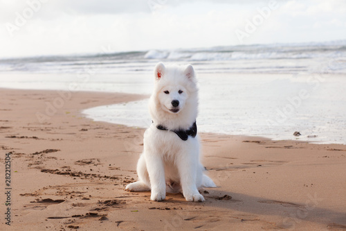 samoyed dog on the beach