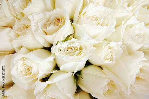 Beautiful white roses love day wedding day White roses floral Background flowers closeup Texture of delicate rose solid field