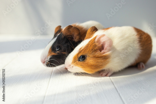 Εκτύπωση καμβά Closeup portrait of cute couple of sweet baby guinea pigs of several monthes old sitting on sunny wooden rustic background