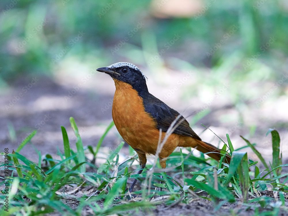 White-crowned robin-chat (Cossypha albicapilla) White-crowned robin-chat (Cossypha albicapilla)