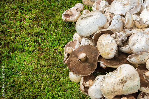 Collected mushrooms on the grass