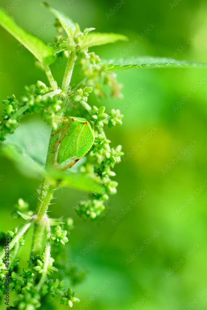 A green Cicada - Buffalo treehopper ( Stictocephala bisonia ) sits in green stinging nettle A green Cicada - Buffalo treehopper ( Stictocephala bisonia ) sits in green stinging nettle