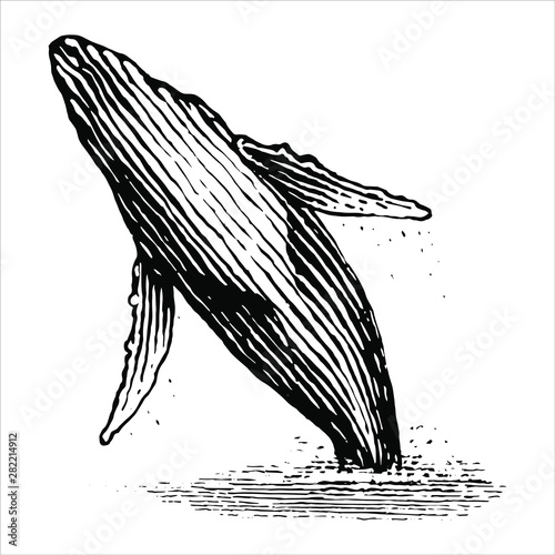 Illustration of a leaping humpback whale is a vintage style