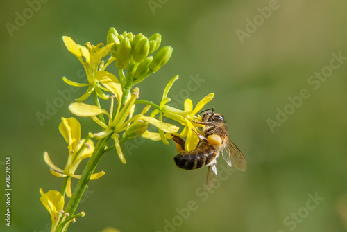 Honey bee on yellow rape fl...