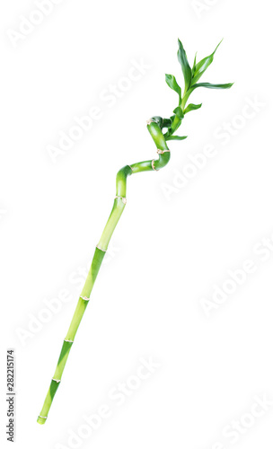 Lucky Bamboo (Dracaena Sand...