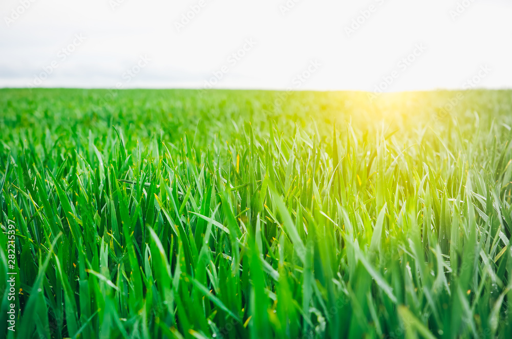 Fototapeta premium Tall green grass in the field. Spring meadow landscape on a sunny day. Summer time. Nature eco friendly photo. Wheat growing. Agriculture concept. Wallpaper with sky.