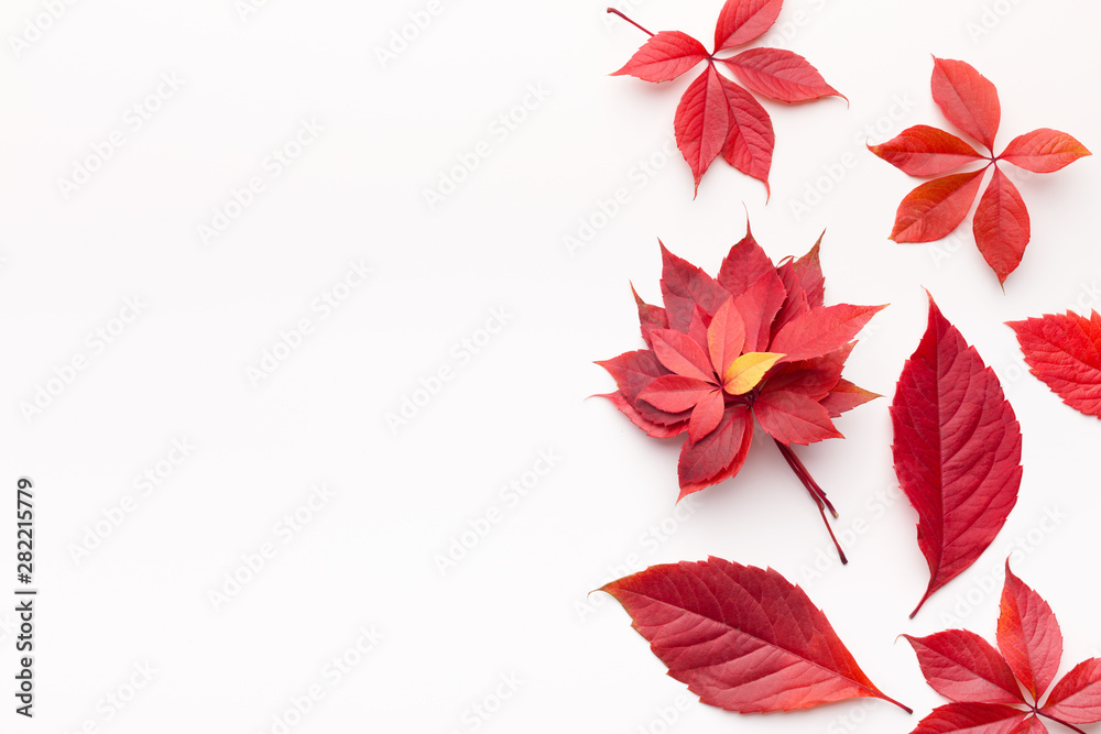 Flat lay of red fallen leaves on white background