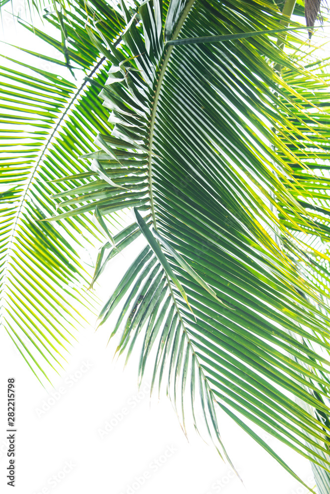 Obraz premium Detail of coconut trees with soft light background or vintage style.