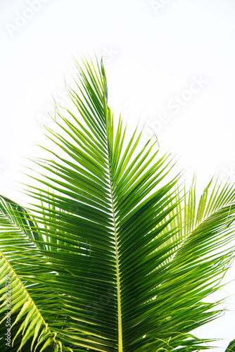 Detail of coconut trees with soft light background or vintage style.
