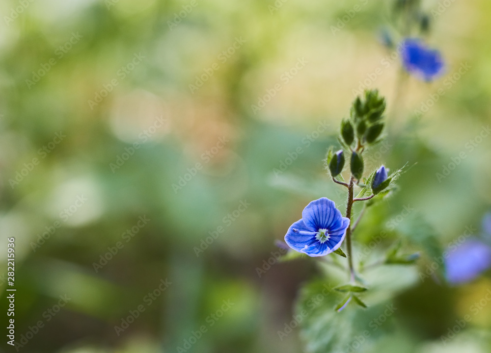 nemophila menziesii flowers. Blooming blue-eyed flowers in the forest in clear weather. Flora. nemophila menziesii flowers. Blooming blue-eyed flowers in the forest in clear weather. Flora.