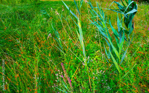 chevreuse valley, flora : flowers ,reeds and grass photo