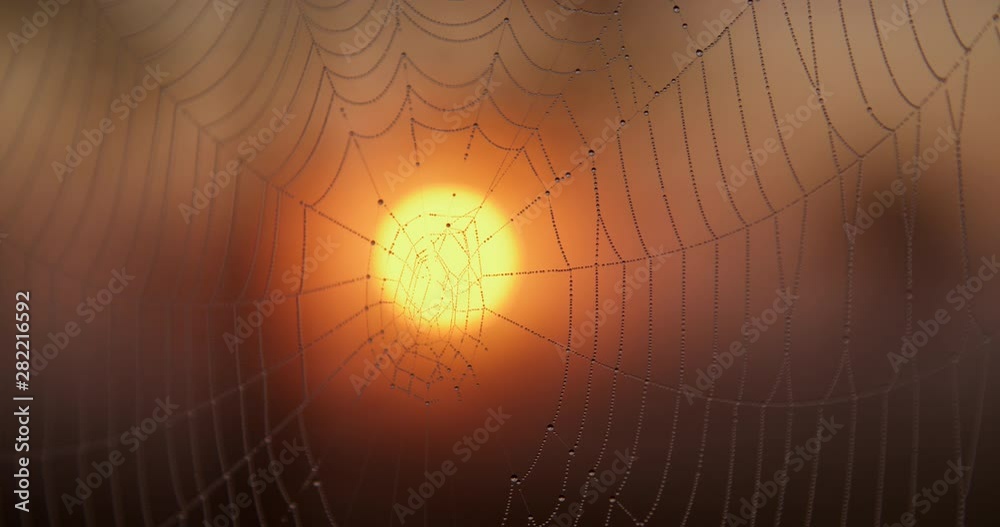 Dewdrops on spider web at sunrise