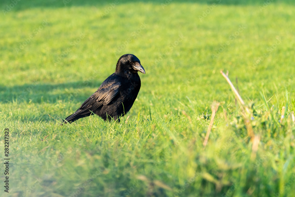 Carrion crow (Corvus corone), taken in the UK Carrion crow (Corvus corone), taken in the UK