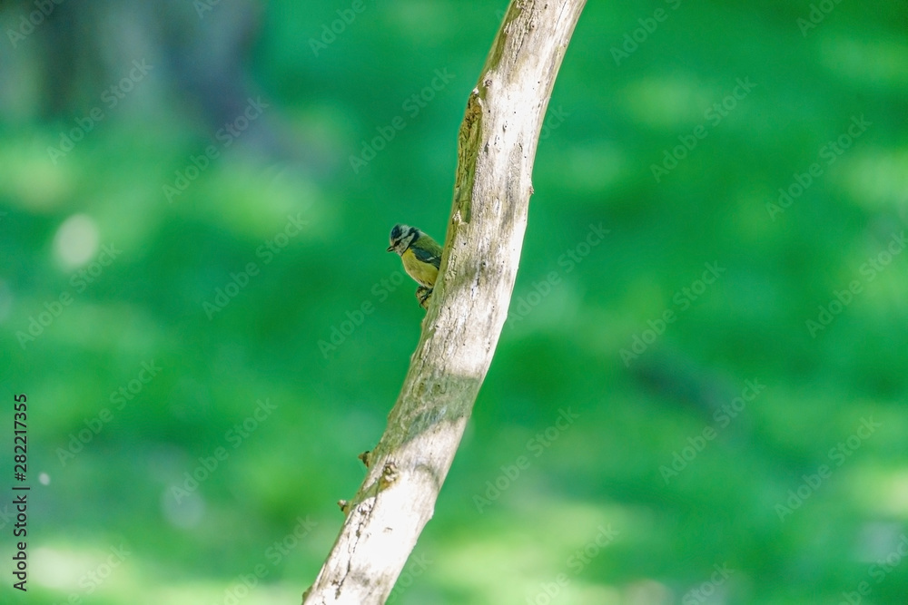 Blue Tit (Cyanistes caeruleus), taken in the UK Blue Tit (Cyanistes caeruleus), taken in the UK