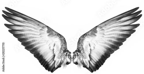 black wings isolated on a white © supasart