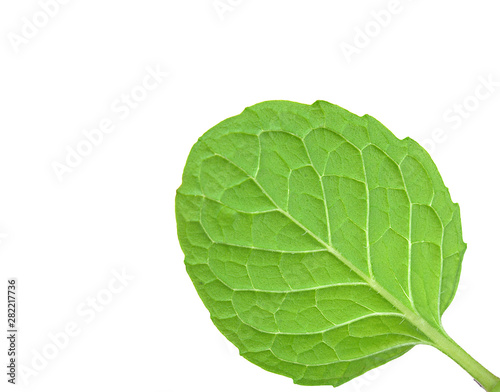 back of mint leaf isolated on a white