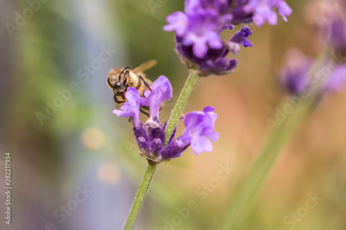 Pollination with bee and lavender during sunshine, sunny lavender © petrsvoboda91