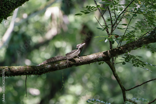 Brown Basilisk (Basiliscus vittatus) in Costa Rica