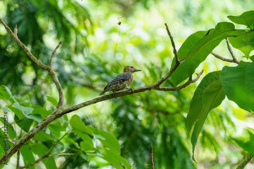 Hoffmann's Woodpecker (Melanerpes hoffmannii), taken in Costa Rica photo