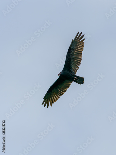 red-headed vulture (Sarcogyps calvus),  Costa Rica