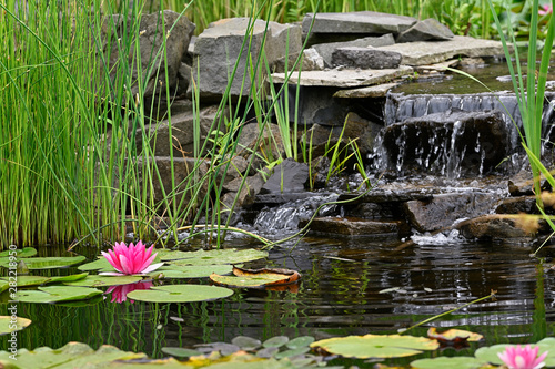 Red water lily in a pond with a small waterfall.