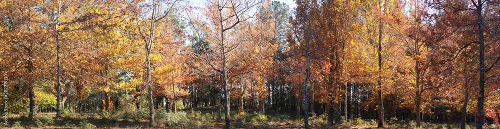 Panoramic view of deciduous Autumn trees in a park of introduced European trees on an Autumn day in rural Victoria, Australia