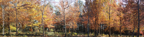 Panoramic view of deciduous Autumn trees in a park of introduced European trees on an Autumn day in rural Victoria  Australia