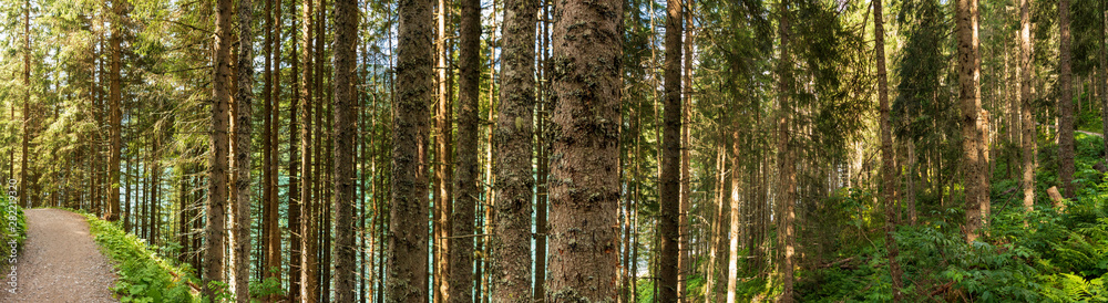 Fototapeta premium Wanderweg Fahrradweg durch den Wald Panorama
