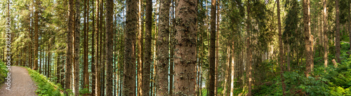 Wanderweg Fahrradweg durch den Wald Panorama