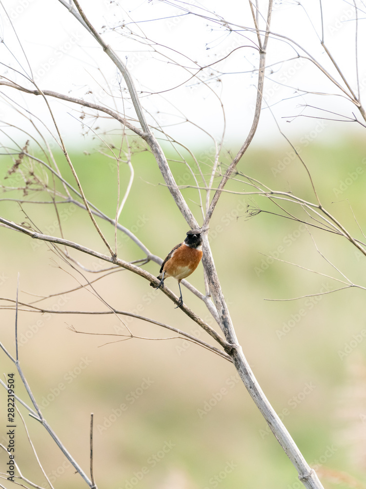 Stonechat (Saxicola torquata), taken in the UK Stonechat (Saxicola torquata), taken in the UK