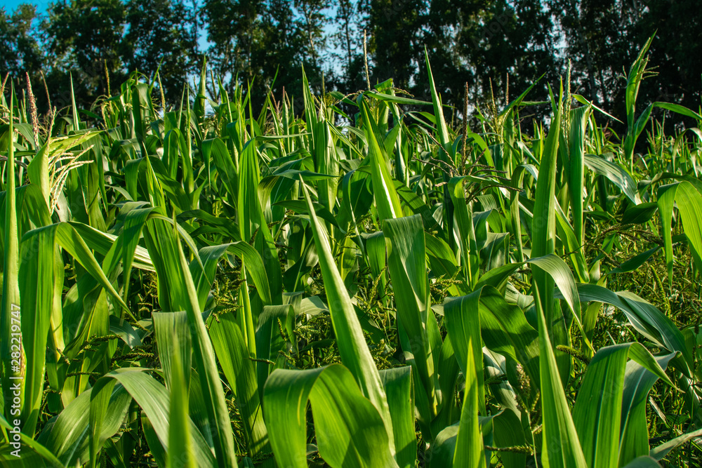Fototapeta premium corn green field farmland