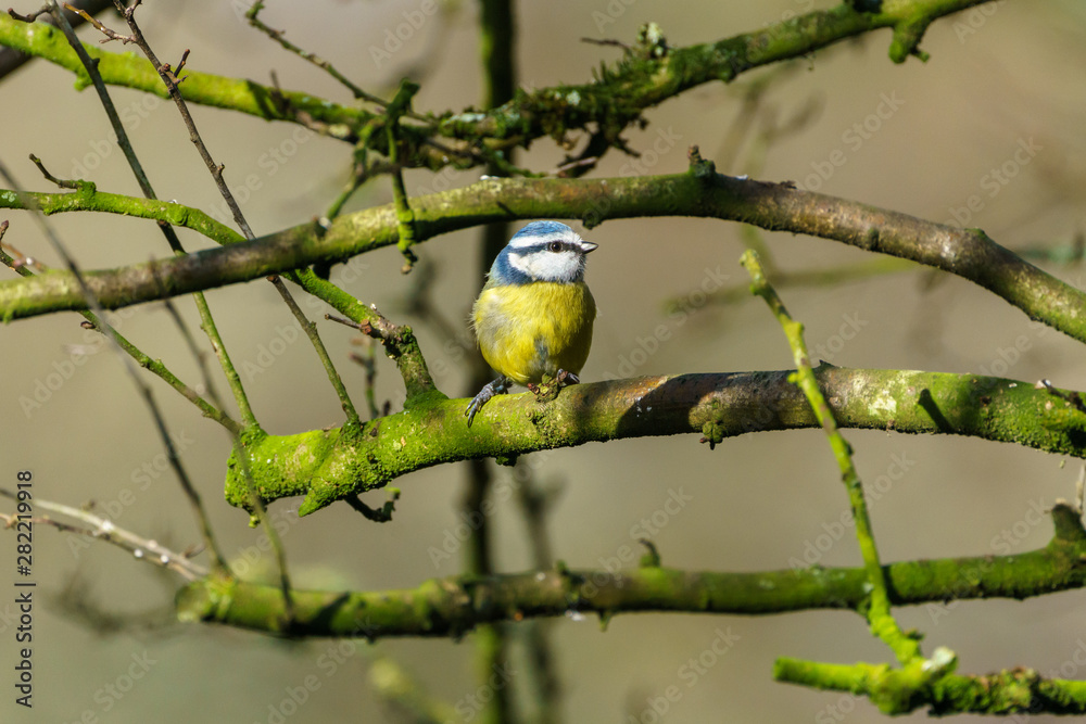 Blue Tit (Cyanistes caeruleus), taken in the UK