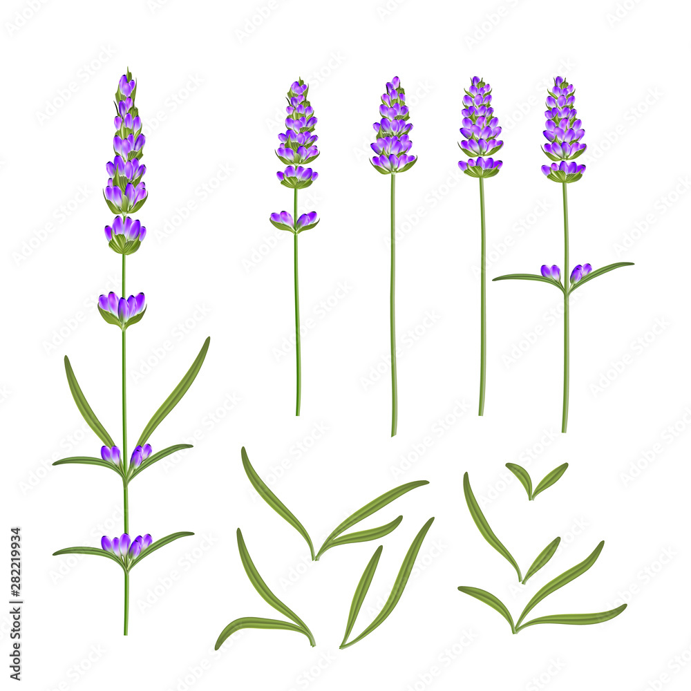 Obraz premium Provence flowers collection. Set of lavender flowers elements. Violet flowers kit. Fashion summer print bundle. Elements for invitation card and your template design. Vector illustration.