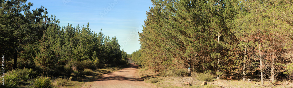 panoramic view of a red dirt road leading off into an old timber plantation forest land in rural Victoria, Australia panoramic view of a red dirt road leading off into an old timber plantation forest land in rural Victoria, Australia