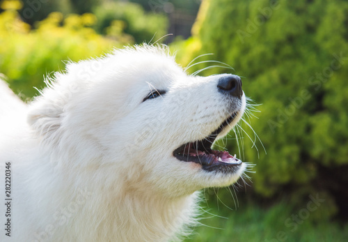 White fluffy Samoyed dog puppy barks outside