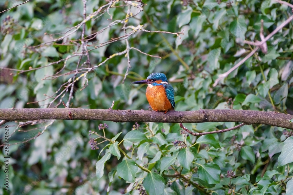 Fototapeta premium Common Kingfisher (Alcedo atthis), taken in the UK
